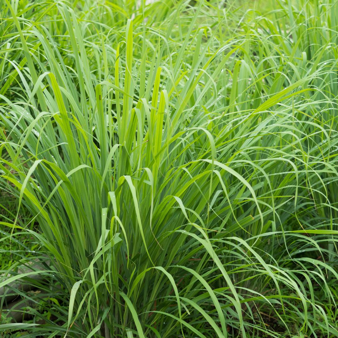 EARTH - Native Lemongrass 200g