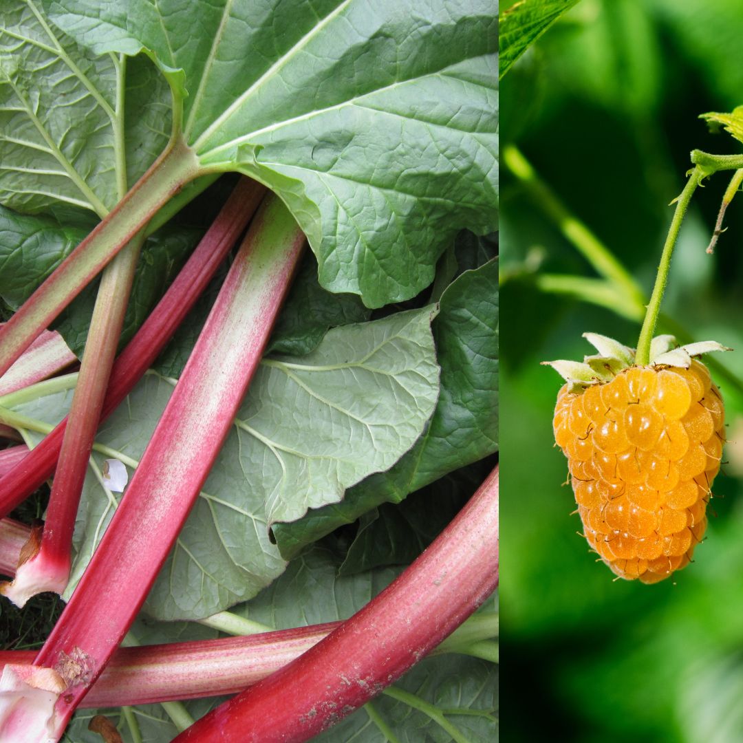 EARTH - Pink Rhubarb & Yellow Raspberry 200g